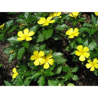 cây giống hoa đông hầu