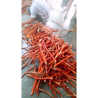 Sâm cau đỏ Tây Bắc 1kg