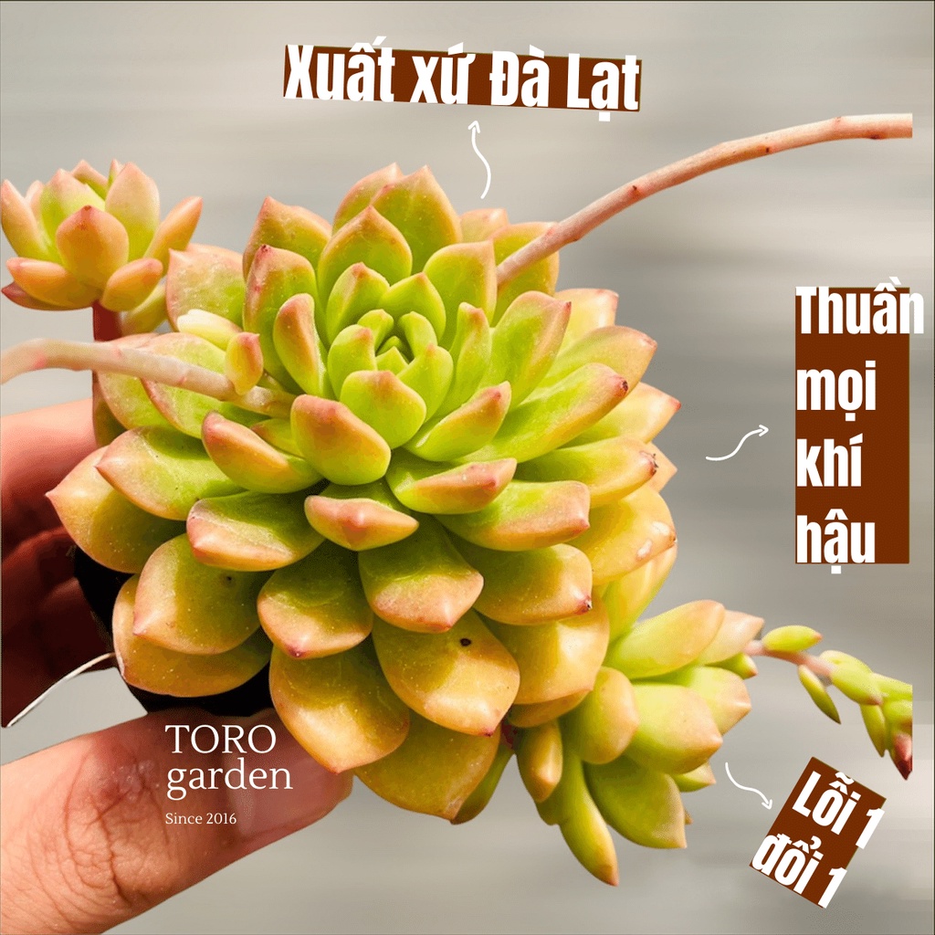 SEN ĐÁ MẶT TRỜI GIỐNG MỚI ĐÀ LẠT SIZE BÉ, SIÊU KHOẺ ĐẸP, THUẦN MỌI KHÍ HẬU, HƯ 1 ĐỔI 1