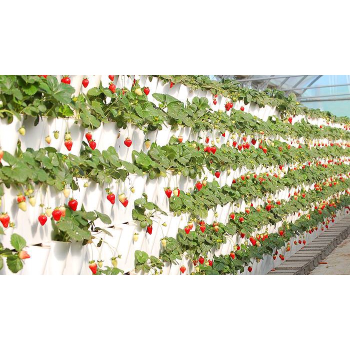 HẠT GIỐNG DÂU TÂY CÁC LOẠI - 1 GÓI