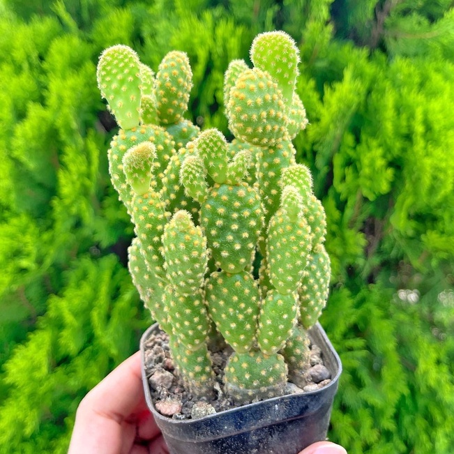 Xương rồng tai thỏ bụi - Vườn sen đá