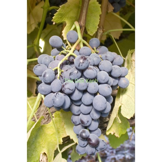 Cây Nho Alden