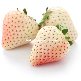 30H - HẠT GIỐNG DÂU TÂY TRẮNG