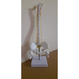 Mô hình cột sống 45cm