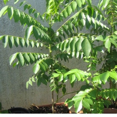 Cây gia vị Cà Ri  cây thuần Việt Nam.
