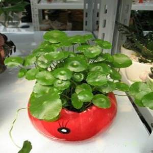 HẠT GIỐNG CỎ ĐỒNG TIỀN