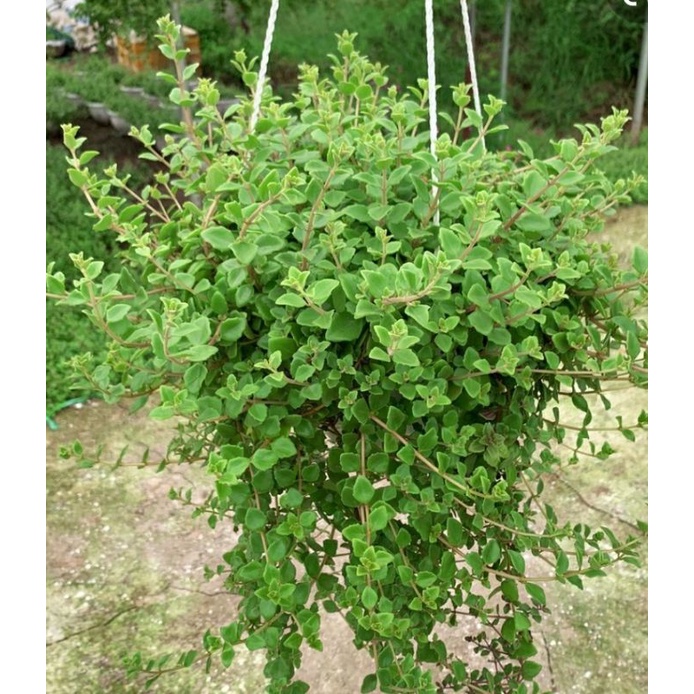 Cây vảy rồng rũ đẹp