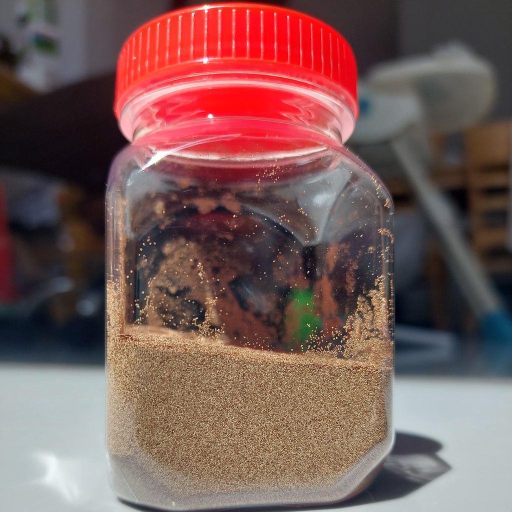 Artermia lon vàng TQ