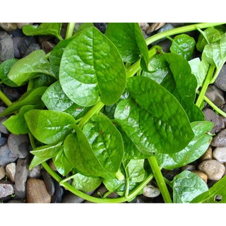 Hạt Giống Mồng Tơi VRDI 20gr