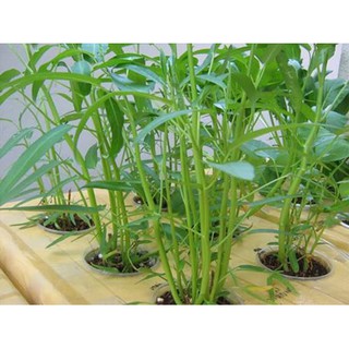 50gr - HẠT GIỐNG RAU MUỐNG