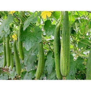 Hạt giống cây mướp hương