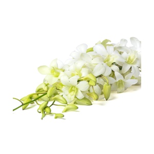 Lan Thái Trắng  - Hoa tươi cắm trang trí nhà cửa, văn phòng