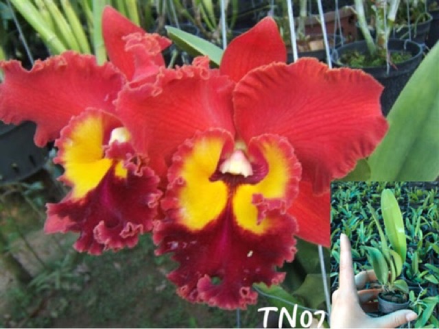 Lan Cattleya Giống 1 Lá Đủ Màu Hoa To - Thơm Chuẩn Vườn
