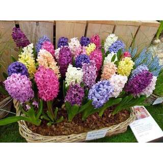 Củ giống hoa tiên ông -dạ lan hương - giống củ hoa nhập khẩu