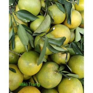 Cam xoàn tươi combo 5kg