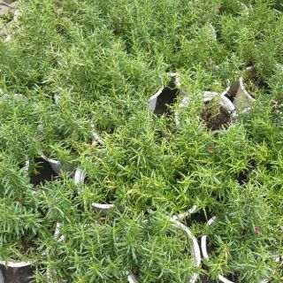 Cây hương thảo Mix chậu
