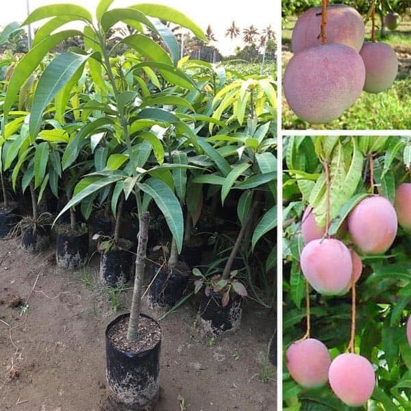 GIỐNG CÂY XOÀI TÍM GHÉP CỰC SAI QUẢ CÓ QUẢ SAU 1 NĂM