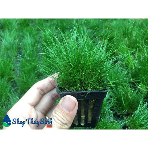 Hạt giống thủy sinh các loại trân châu lùn, ngưu mao chiên, thanh điệp, lá tròn, trái tim