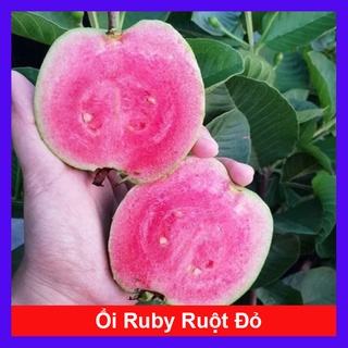 CÂY ỔI RUBY RUỘT ĐỎ KHÔNG HẠT - cây ăn quả
