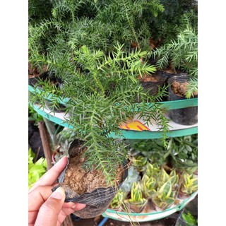 💚Cây Tùng xương cá 💚