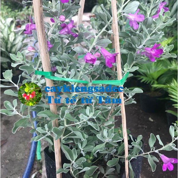 Caykiengsadec Cây Tuyết Sơn phi Hồng tặng phân bón-cây hoa công trinh-trang trí nội thất cảnh quan sân vườn ngoài trời