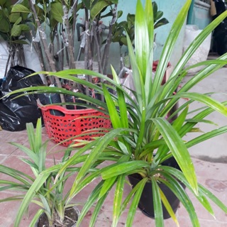 Cây giống lá nếp mùi thơm