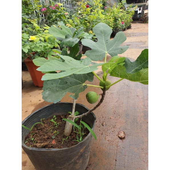 sung black geona | BigBuy360 - bigbuy360.vn