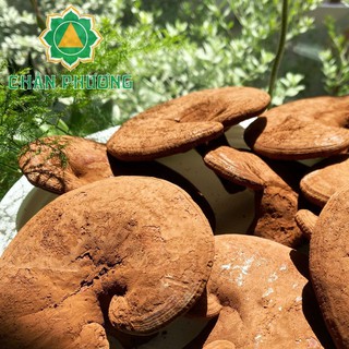 Nấm linh chi đỏ cao cấp Việt Nam 500g(nguyên bào tử) trồng và thu hoạch tại trại Nấm linh chi Chân Phương