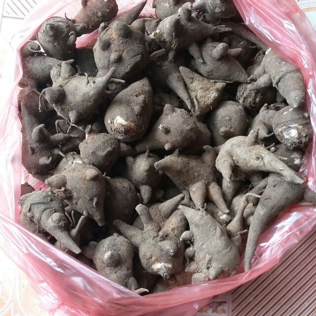 Củ ấu tẩu Hà Giang 1kg.