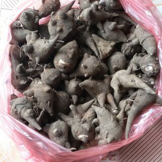 Củ ấu tẩu Hà Giang 1kg.