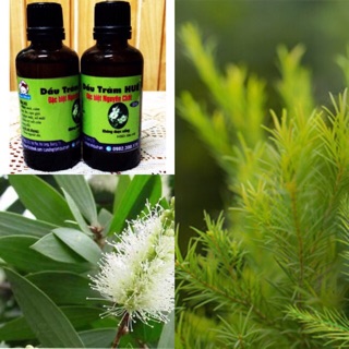 Dầu tràm huế loại đặc biệt phòng nghẹt mũi 100ml