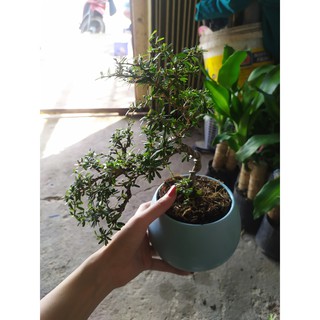 CÂY BONSAI MINI LINH SAM