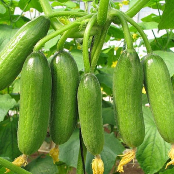 Hạt Giống Dưa Chuột Chùm Siêu Trái Gói 10H