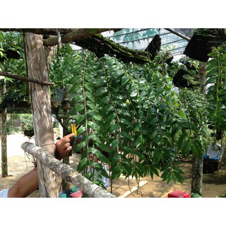 Hoa Lan Đại Ý Thảo ( Di Linh xuân)