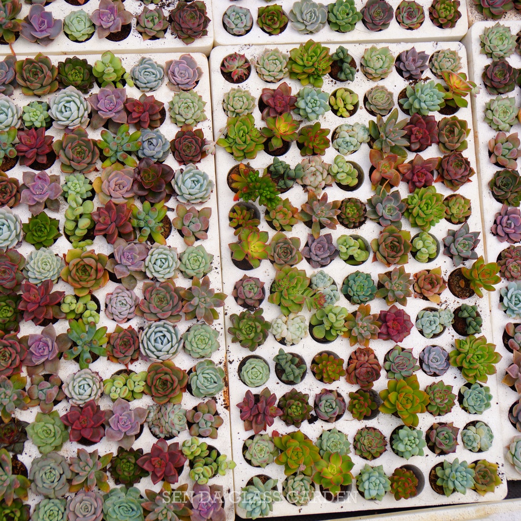 Sen đá mini Đà Lạt ngẫu nhiên GLASS GARDEN, size mini 2-3 cm, Siêu khỏe, form đẹp