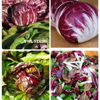 [PWL SEEDS] RADICCHIO LETTUCE - DIẾP CUỘN LÁ ĐỎ PHÁP, HẠT GIỐNG 100 HẠT/ỐNG