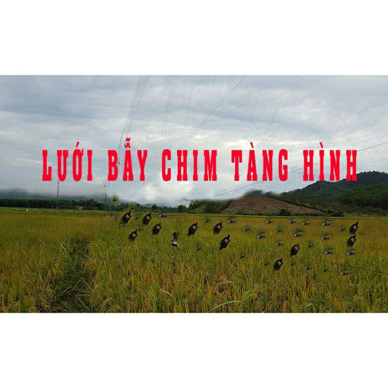 Lưới bẫy chim tàng hình mắt 6 phân bẫy chào mào, cu tiểu đã thắt chống gió hàng Thái