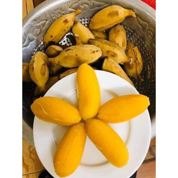 CÂY GIỐNG CHUỐI SÁP NGHỆ SIÊU SỚM