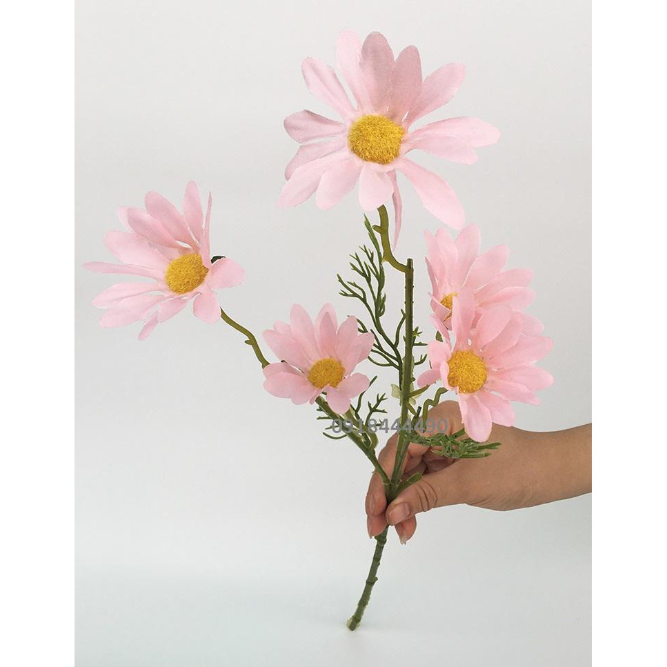 Cúc Họa Mi Siêu Đẹp, Siêu Xinh 52cm