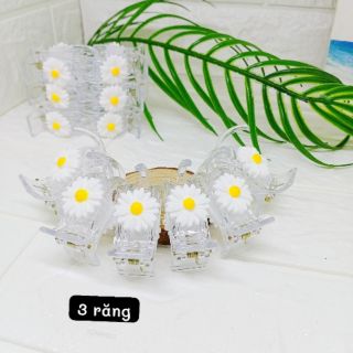 Gấp trong hoa cuc 3rang