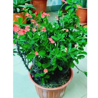 Xương rồng bát tiên mini mua năm tặng một