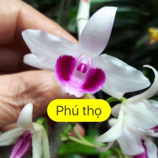 Hoa phong lan 5ct cánh trắng phú thọ gieo hạt