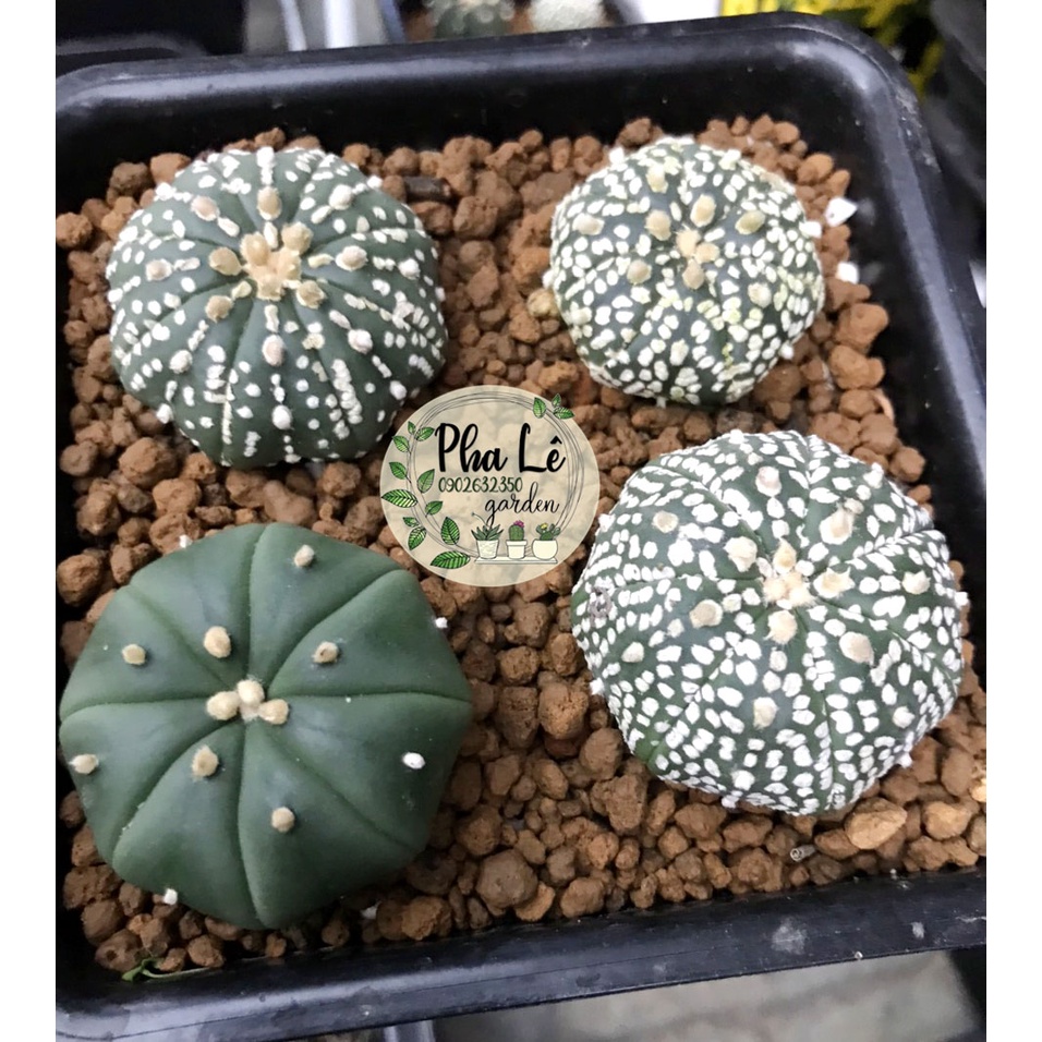 Cây xương rồng Aster Kabuto siêu cute 2 size