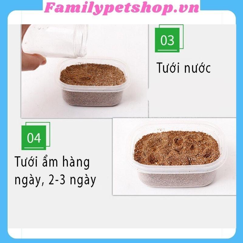 Hạt giống cỏ mèo-bộ trồng cỏ cho mèo-familypetshop.vn