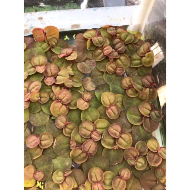 Bèo rể đỏ thủy sinh