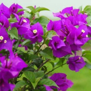 Cây 🌲 hoa giấy Vạn Hoa Lầu... đang hoa
