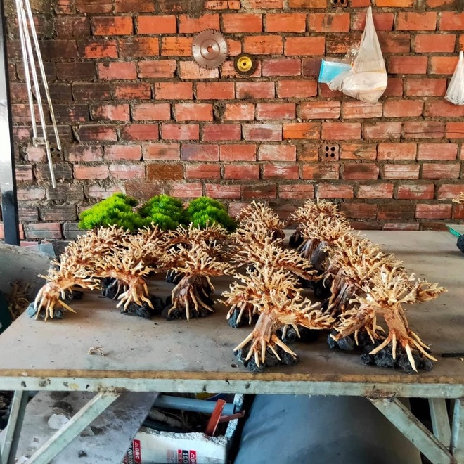 Cây bonsai trang trí bể thuỷ sinh, cây trang trí bể cá cảnh cực đẹp
