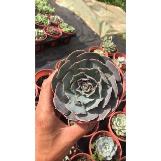 Sen đá bắp cải size trung