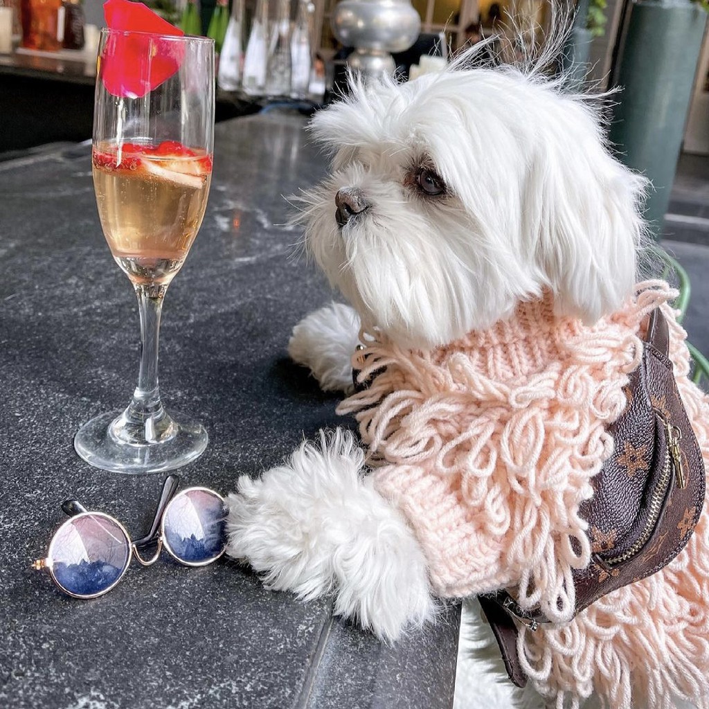 Balo Thú Cưng Hàn Quốc Dễ Thương Túi Quai Chéo Đeo Lưng Chó Mèo Thời Trang Giá Rẻ Hihapet.