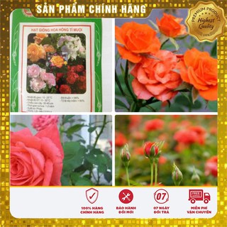 Hạt Giống Hoa Hông Tỉ Muội(20 hạt)